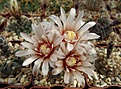 Нажмите на изображение для увеличения.

Название:	Gymnocalycium quehlianum.JPG
Просмотров:	143
Размер:	425.4 Кб
ID:	373804