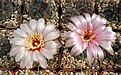Нажмите на изображение для увеличения.

Название:	Gymnocalycium nataliae VG-709.JPG
Просмотров:	155
Размер:	449.9 Кб
ID:	373805