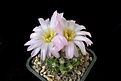 Нажмите на изображение для увеличения.

Название:	Acanthocalycium violaceum.JPG
Просмотров:	528
Размер:	291.1 Кб
ID:	373806