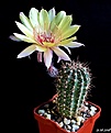 Нажмите на изображение для увеличения.

Название:	Echinopsis hybrid Wessner 2000-08.JPG
Просмотров:	145
Размер:	126.2 Кб
ID:	373816