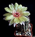 Нажмите на изображение для увеличения.

Название:	Echinopsis hybrid Wessner 2000-08...JPG
Просмотров:	144
Размер:	151.6 Кб
ID:	373817