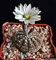 Нажмите на изображение для увеличения.

Название:	Gymnocalycium ragonesii....JPG
Просмотров:	133
Размер:	156.2 Кб
ID:	373819