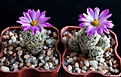 Нажмите на изображение для увеличения.

Название:	Escobaria minima SB 423; Escobaria minima.JPG
Просмотров:	158
Размер:	221.5 Кб
ID:	373820