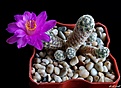 Нажмите на изображение для увеличения.

Название:	Mammillaria  saboae  v. haudeana    .JPG
Просмотров:	159
Размер:	176.7 Кб
ID:	373821