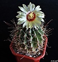 Нажмите на изображение для увеличения.

Название:	Hamatocactus setispinus.JPG
Просмотров:	167
Размер:	176.8 Кб
ID:	373826