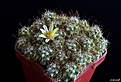 Нажмите на изображение для увеличения.

Название:	Mammillaria surculosa.JPG
Просмотров:	169
Размер:	238.5 Кб
ID:	373828