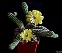 Нажмите на изображение для увеличения.

Название:	x Chamaelobivia hybrid cv.Yellow Bird.JPG
Просмотров:	141
Размер:	134.6 Кб
ID:	373829