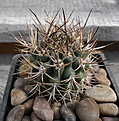 Нажмите на изображение для увеличения.

Название:	Pyrrhocactus bulbocalyx ssp. VG1410.JPG
Просмотров:	265
Размер:	108.4 Кб
ID:	373863