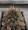 Нажмите на изображение для увеличения.

Название:	Pyrrhocactus_ bulbocalyx ssp. VG1410.JPG
Просмотров:	264
Размер:	267.0 Кб
ID:	373864
