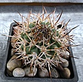 Нажмите на изображение для увеличения.

Название:	Pyrrhocactus_bulbocalyx VG183.JPG
Просмотров:	277
Размер:	285.7 Кб
ID:	373866