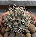 Нажмите на изображение для увеличения.

Название:	Pyrrhocactus umadeave VS99.JPG
Просмотров:	324
Размер:	342.9 Кб
ID:	373867