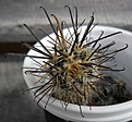 Нажмите на изображение для увеличения.

Название:	Austrocactus patagonicus VG1406.JPG
Просмотров:	269
Размер:	315.7 Кб
ID:	373871