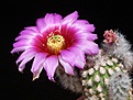 Нажмите на изображение для увеличения.

Название:	Echinocereus  reichenbachii  HK1228.JPG
Просмотров:	150
Размер:	273.9 Кб
ID:	373912