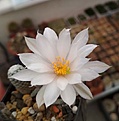 Нажмите на изображение для увеличения.

Название:	Mammillaria herrerae var.albiflora.jpg
Просмотров:	148
Размер:	109.6 Кб
ID:	373921