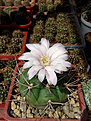 Нажмите на изображение для увеличения.

Название:	Gymnocalycium eurypleurum FR1178.jpg
Просмотров:	144
Размер:	226.6 Кб
ID:	373951