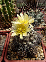 Нажмите на изображение для увеличения.

Название:	Copiapoa humilis var. longispin.jpg
Просмотров:	139
Размер:	276.4 Кб
ID:	373954