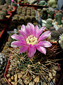 Нажмите на изображение для увеличения.

Название:	Gymnocalycium neuhuberi VS 7.jpg
Просмотров:	147
Размер:	232.2 Кб
ID:	373955