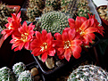 Нажмите на изображение для увеличения.

Название:	Rebutia senilis grandiflora W 63.jpg
Просмотров:	145
Размер:	257.8 Кб
ID:	373960