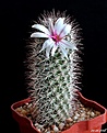 Нажмите на изображение для увеличения.

Название:	Mammillaria fraileana..JPG
Просмотров:	149
Размер:	155.3 Кб
ID:	373962