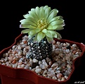 Нажмите на изображение для увеличения.

Название:	Gymnocalycium andreae var. fechseri.JPG
Просмотров:	150
Размер:	130.2 Кб
ID:	373963