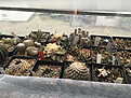 Нажмите на изображение для увеличения.

Название:	IMG-9710_resize.JPG
Просмотров:	1220
Размер:	205.7 Кб
ID:	374016