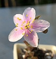 Нажмите на изображение для увеличения.

Название:	Anacampseros arachnoides_1y 1.JPG
Просмотров:	671
Размер:	39.1 Кб
ID:	374079