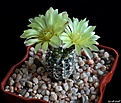 Нажмите на изображение для увеличения.

Название:	Gymnocalycium andreae var. fechseri.JPG
Просмотров:	140
Размер:	159.4 Кб
ID:	374108