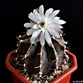 Нажмите на изображение для увеличения.

Название:	Gymnocalycium friedrichii var. albiflorum.JPG
Просмотров:	136
Размер:	116.4 Кб
ID:	374109