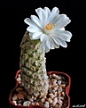 Нажмите на изображение для увеличения.

Название:	Mammillaria theresae f.albiflora.JPG
Просмотров:	139
Размер:	107.3 Кб
ID:	374110