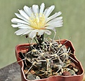 Нажмите на изображение для увеличения.

Название:	Gymnocalycium gibbosum var. brachypetalum.jpg
Просмотров:	137
Размер:	276.2 Кб
ID:	374116