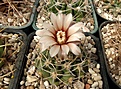 Нажмите на изображение для увеличения.

Название:	Gymnocalycium bicolor.JPG
Просмотров:	760
Размер:	447.0 Кб
ID:	374163