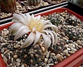 Нажмите на изображение для увеличения.

Название:	Gymnocalycium nataliae GN.JPG
Просмотров:	763
Размер:	442.3 Кб
ID:	374164