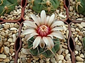 Нажмите на изображение для увеличения.

Название:	Gymnocalycium simile.JPG
Просмотров:	750
Размер:	455.6 Кб
ID:	374165