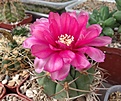 Нажмите на изображение для увеличения.

Название:	Gymnocalycium sp (tillianum aff).JPG
Просмотров:	762
Размер:	398.5 Кб
ID:	374166