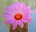 Нажмите на изображение для увеличения.

Название:	Thelocactus_bicolor_SB866_8y.JPG
Просмотров:	209
Размер:	79.0 Кб
ID:	374176