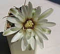 Нажмите на изображение для увеличения.

Название:	Gymnocalycium_vatteri_LF96_5y.JPG
Просмотров:	202
Размер:	57.0 Кб
ID:	374178