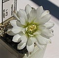 Нажмите на изображение для увеличения.

Название:	Gymnocalycium_ragonesei_L472_11y.JPG
Просмотров:	201
Размер:	71.3 Кб
ID:	374179