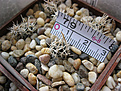 Нажмите на изображение для увеличения.

Название:	Pediocactus peeblesianus v. fickeisenii.jpg
Просмотров:	375
Размер:	396.8 Кб
ID:	374277
