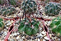 Нажмите на изображение для увеличения.

Название:	Lobivia cardenasiana v. rubriflora.JPG
Просмотров:	698
Размер:	354.1 Кб
ID:	374304