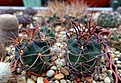 Нажмите на изображение для увеличения.

Название:	Lobivia hualfinensis.JPG
Просмотров:	704
Размер:	385.3 Кб
ID:	374307