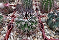 Нажмите на изображение для увеличения.

Название:	Acanthocalycium petcherianum.JPG
Просмотров:	596
Размер:	387.5 Кб
ID:	374311