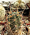 Нажмите на изображение для увеличения.

Название:	Lobivia haematantha v hualfinensis WR 146.jpg
Просмотров:	674
Размер:	343.2 Кб
ID:	374315