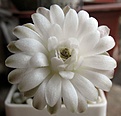Нажмите на изображение для увеличения.

Название:	Gymnocalycium_friedrichii_LB2178_5y_1.JPG
Просмотров:	196
Размер:	68.8 Кб
ID:	374323