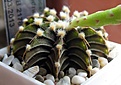 Нажмите на изображение для увеличения.

Название:	Gymnocalycium_friedrichii_LB2178_5y_2.JPG
Просмотров:	194
Размер:	70.1 Кб
ID:	374324