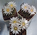 Нажмите на изображение для увеличения.

Название:	Mammillaria_wolfii_GL19_10y.JPG
Просмотров:	207
Размер:	108.7 Кб
ID:	374325