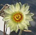 Нажмите на изображение для увеличения.

Название:	Astrophytum_caput-medusae_PP1569_5y.JPG
Просмотров:	201
Размер:	88.2 Кб
ID:	374326