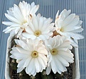 Нажмите на изображение для увеличения.

Название:	Discocactus_placentiformis_HU105_10y_1.JPG
Просмотров:	203
Размер:	76.4 Кб
ID:	374327