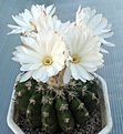 Нажмите на изображение для увеличения.

Название:	Discocactus_placentiformis_HU105_10y_2.JPG
Просмотров:	196
Размер:	70.9 Кб
ID:	374328