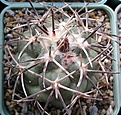 Нажмите на изображение для увеличения.

Название:	Coryphantha_poselgeriana_var._valida.JPG
Просмотров:	359
Размер:	77.0 Кб
ID:	374341