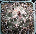 Нажмите на изображение для увеличения.

Название:	Coryphantha_poselgeriana_var._valida.JPG
Просмотров:	322
Размер:	77.0 Кб
ID:	374341